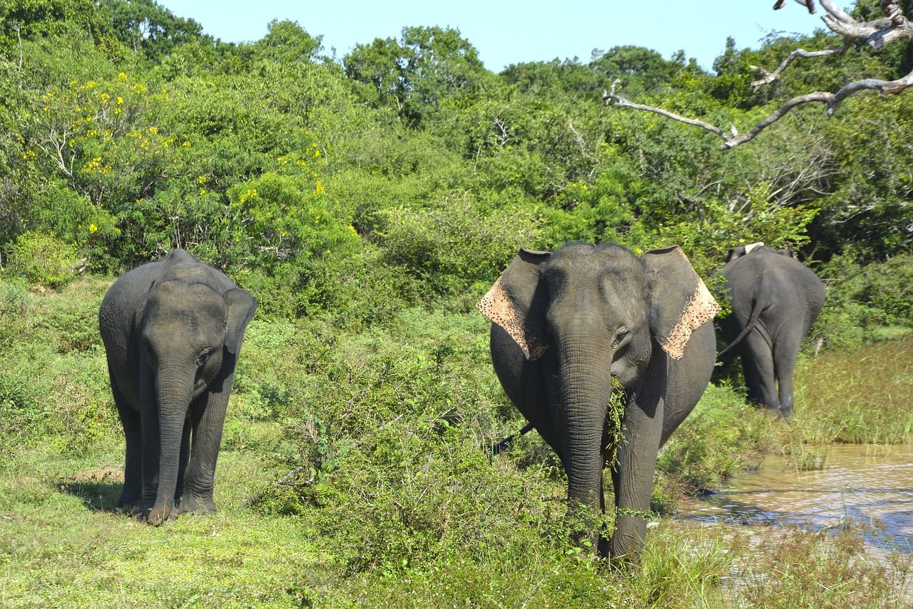 6 days - Explore Sri Lanka